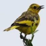 image of bird