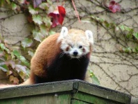 image of lesser_panda #12