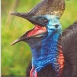 image of bird