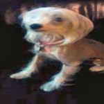 image of animal