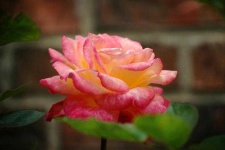 image of rose #10