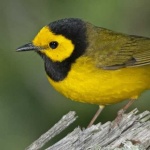image of warbler