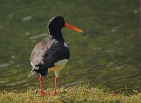 image of oystercatcher