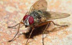 image of animal
