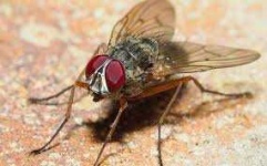 image of fly #27