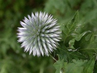 image of flower