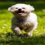 image of animal