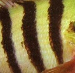 image of texture
