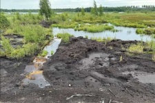 image of wetland