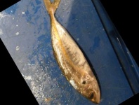 image of fish
