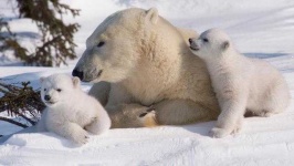 image of animal