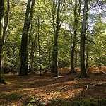 image of forest