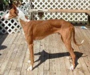 image of ibizan_hound
