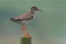 image of redshank