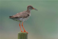 image of redshank #10