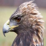 image of bird