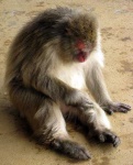 image of macaque