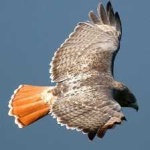image of bird