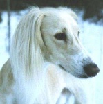image of saluki
