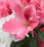 image of flower