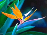 image of bird_of_paradise_flower #36