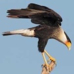 image of bird