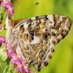 image of animal