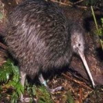 image of bird