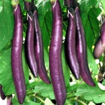 image of eggplant #26