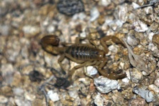 image of scorpion #2