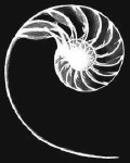 image of nautilus