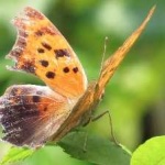 image of butterfly #33