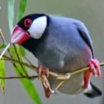 image of bird