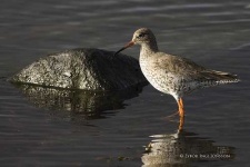 image of redshank