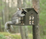 image of animal