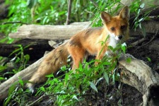 image of red_fox