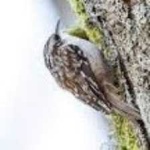 image of bird