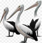 image of animal