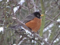image of robin