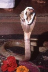 image of indian_cobra #24