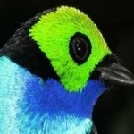 image of bird
