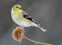 image of goldfinch