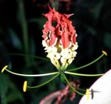 image of flower