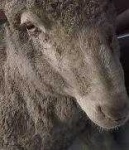 image of animal