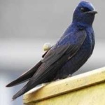 image of bird