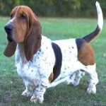 image of basset #14