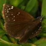 image of animal