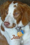 image of brittany_spaniel