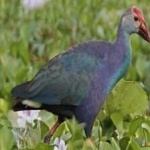 image of bird