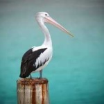 image of bird